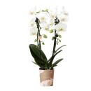 Hummingbird Orchids | White Phalaenopsis Orchid - Niagara...