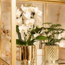 Hummingbird Orchids | White Phalaenopsis Orchid - Niagara...