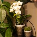 Kolibri Orchids | weiße Phalaenopsis-Orchidee - Niagara Fall - Topfgröße 9cm | blühende Zimmerpflanze - frisch vom Züchter