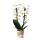 Orchidées Colibri | Orchidée Phalaenopsis Blanche - Niagara Fall - pot 9cm | plante dintérieur en fleurs - fraîche du producteur