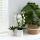 Orchidées Colibri | Orchidée Phalaenopsis Blanche - Niagara Fall - pot 9cm | plante dintérieur en fleurs - fraîche du producteur