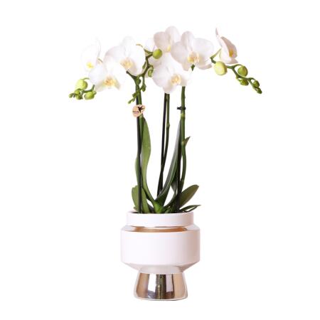 Orchidées Colibri | Orchidée phalaenopsis blanche - Amabilis + Le Chic pot décoratif argent - taille du pot 9cm - hauteur 40cm | plante dintérieur en fleurs dans un pot de fleurs - fraîche du producteur