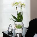 Orchidées Colibri | Orchidée phalaenopsis blanche - Amabilis + Le Chic pot décoratif argent - taille du pot 9cm - hauteur 40cm | plante dintérieur en fleurs dans un pot de fleurs - fraîche du producteur