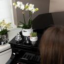 Orchidées Colibri | Orchidée phalaenopsis blanche - Amabilis + Le Chic pot décoratif argent - taille du pot 9cm - hauteur 40cm | plante dintérieur en fleurs dans un pot de fleurs - fraîche du producteur
