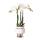 Orchidées Colibri | Orchidée phalaenopsis blanche - Amabilis + Le Chic pot décoratif argent - taille du pot 9cm - hauteur 40cm | plante dintérieur en fleurs dans un pot de fleurs - fraîche du producteur