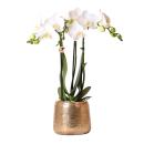 Hummingbird Orchids | white Phalaenopsis Orchid - Amabilis + luxury decorative pot gold - pot size 9cm - 40cm high | flowering houseplant in a flower pot - fresh from the grower