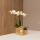 Hummingbird Orchids | white Phalaenopsis Orchid - Amabilis + luxury decorative pot gold - pot size 9cm - 40cm high | flowering houseplant in a flower pot - fresh from the grower
