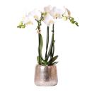 Hummingbird Orchids | white Phalaenopsis Orchid - Amabilis + luxury decorative pot silver - pot size 9cm - 40cm high | flowering houseplant in a flower pot - fresh from the grower