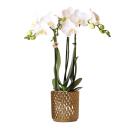 Hummingbird Orchids | white phalaenopsis orchid - amabilis + diamond decorative pot gold - pot size 9cm - 45cm high | flowering houseplant in a flower pot - fresh from the grower