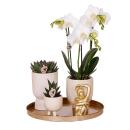 Compagnie Colibri | Ensemble complet de plantes Luxury...