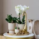 Kolibri Company Komplettes Pflanzenset Luxury Living Grünpflanzen mit weißer Phalaenopsis-Orchidee inkl. Keramik-Ziertöpfe und Zubehör