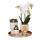 Kolibri Company Komplettes Pflanzenset Luxury Living Grünpflanzen mit weißer Phalaenopsis-Orchidee inkl. Keramik-Ziertöpfe und Zubehör