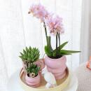 Complete plant set optimism - pink | Green plants with pink phalaenopsis orchid including decorative ceramic pots and accessories