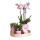 Ensemble complet de plantes optimisme - rose | Plantes vertes avec orchidée phalaenopsis rose, y compris pots décoratifs en céramique et accessoires