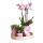 Complete plant set optimism - pink | Green plants with pink phalaenopsis orchid including decorative ceramic pots and accessories