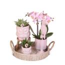 Complete plant set Romance | Green plants with pink...