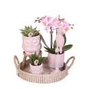 Komplettes Pflanzenset Romantik | Grünpflanzen mit rosa Phalaenopsis-Orchidee inkl. Keramik-Ziertöpfe und Zubehör