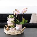 Komplettes Pflanzenset Romantik | Grünpflanzen mit rosa Phalaenopsis-Orchidee inkl. Keramik-Ziertöpfe und Zubehör