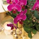 Kolibri Orchids | lila Phalaenopsis-Orchidee - Morelia + Diamant-Dekotopf gold - Topfgr&ouml;&szlig;e 9cm - 40cm hoch | bl&uuml;hende Zimmerpflanze - frisch vom Z&uuml;chter