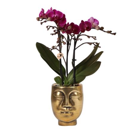 Hummingbird Orchids | purple Phalaenopsis Orchid - Morelia + Face to Face decorative pot gold - pot size 9cm - 45cm high | flowering houseplant - fresh from the grower
