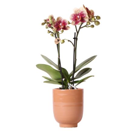 Kolibri Orchids | Gelbe rote Phalaenopsis-Orchidee - Spanien + Glasierter Ziertopf Cognac - Topfgr&ouml;&szlig;e 9cm - 40 cm hoch | Bl&uuml;hende Zimmerpflanze - frisch vom Z&uuml;chter