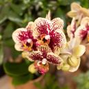Kolibri Orchids | Gelbe rote Phalaenopsis-Orchidee - Spanien + Glasierter Ziertopf Cognac - Topfgröße 9cm - 40 cm hoch | Blühende Zimmerpflanze - frisch vom Züchter