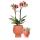 Kolibri Company - Plant set Zen face nude | Set with dusky pink Phalaenopsis orchid 12cm and green plant Sansevieria 9cm | including nude-colored ceramic ornamental pots
