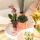 Kolibri Company - Pflanzenset Zen face nude | Set mit altrosa Phalaenopsis Orchidee 12cm und Grünpflanze Sansevieria 9cm | inkl. nudefarbenen Keramik-Ziertöpfen