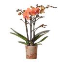 Hummingbird Orchids | Orange Phalaenopsis Orchid - Mineral Bolzano - pot size 9cm | flowering pot plant - fresh from the grower