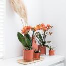Kolibri Orchids Orange Phalaenopsis Orchidee Mineral Bolzano Topfgröße 9cm blühende Topfpflanze frisch vom Züchter