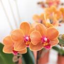 Kolibri Orchids Orange Phalaenopsis Orchidee Mineral Bolzano Topfgröße 9cm blühende Topfpflanze frisch vom Züchter