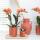 Kolibri Orchids Orange Phalaenopsis Orchidee Mineral Bolzano Topfgröße 9cm blühende Topfpflanze frisch vom Züchter