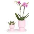 Kolibri Company - Pink Spotted Orchid and Succulent Plant Set on White Tray - Fresh from the Breeder