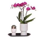Kolibri Company - Purple Orchid and Succulent Set on...
