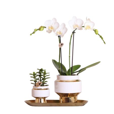 Kolibri Company - Ensemble orchidée blanche et succulente sur plateau doré