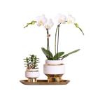 Kolibri Company - White orchid and succulent set on gold...
