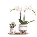 Kolibri Company - Set aus weißer Orchidee und...