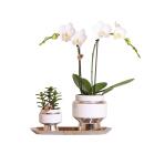 Kolibri Company - White Orchid and Succulent Set on Silver Tray - Fresh from the Grower