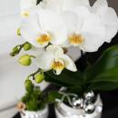 Kolibri Company - White Orchid and Succulent Set on Silver Tray - Fresh from the Grower