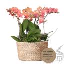 Hummingbird Orchids | Orange plant set in a reed basket incl. water tank | three orange orchids Bozen 9cm and three green plants Rhipsalis | Orange jungle bouquet with self-sufficient water tank