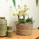Hummingbird Orchids | Orange plant set in a reed basket...