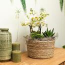 Orchidées Colibri | Plante doranger dans un panier...