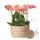 Orchidées Colibri | Plante doranger dans un panier en roseau avec réservoir deau | trois orchidées orange Bozen 9cm et trois plantes vertes Rhipsalis | Bouquet orange jungle avec réservoir deau autonome