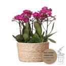 Kolibri Orchids | lila Pflanzenset im Schilfkorb inkl. Wassertank | drei lila Orchideen Morelia 9cm und drei Grünpflanzen Rhipsalis | Dschungel Strauß lila mit autarkem Wassertank