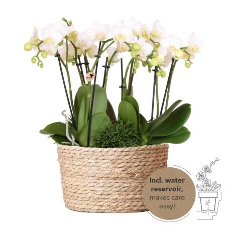 Hummingbird Orchids | white plant set in a reed basket incl. water tank | three white orchids Amabilis 9cm and three green plants Rhipsalis | Jungle bouquet white with self-sufficient water tank