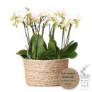 Kolibri Orchids weißes Pflanzenset im Schilfkorb...