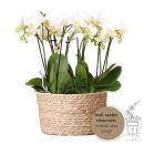 Orchidées Colibri | plante blanche dans un panier en roseau avec réservoir deau | trois orchidées blanches Amabilis 9cm et trois plantes vertes Rhipsalis | Bouquet de jungle blanc avec réservoir deau autonome