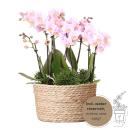 Kolibri Orchids | rosa Pflanzenset im Schilfkorb inkl....