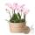 Kolibri Orchids rosa Pflanzenset im Schilfkorb inkl. Wassertank drei rosa Orchideen Andorra 9cm und drei Grünpflanzen Rhipsalis Dschungelstrauß rosa mit autarkem Wassertank