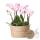 Hummingbird Orchids | pink plant set in a reed basket incl. water tank | three pink orchids Andorra 9cm and three green plants Rhipsalis | Jungle bouquet pink with self-sufficient water tank